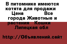 В питомнике имеются котята для продажи › Цена ­ 30 000 - Все города Животные и растения » Кошки   . Липецкая обл.